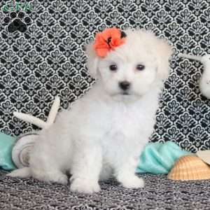 Lola, Bichon Frise Puppy