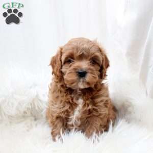 Lola, Cavapoo Puppy