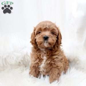 Lola, Cavapoo Puppy