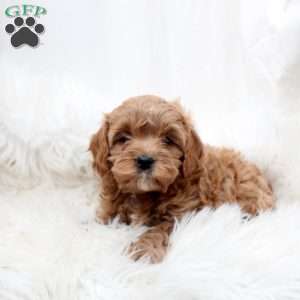 Lola, Cavapoo Puppy