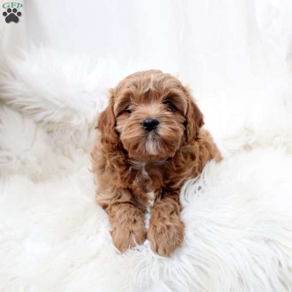 Lola, Cavapoo Puppy