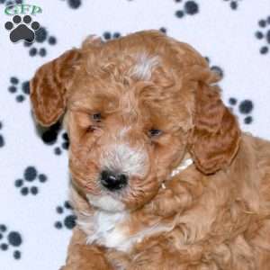 Lolly, Mini Whoodle Puppy