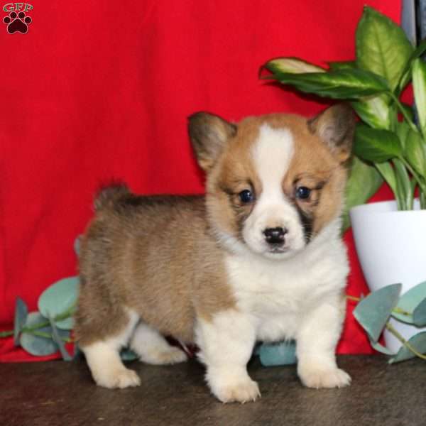 Lonnie, Pembroke Welsh Corgi Puppy