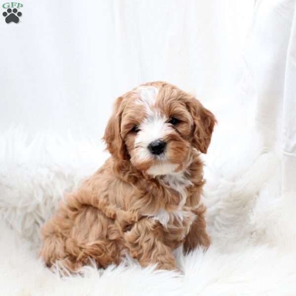 Lonnie, Cavapoo Puppy