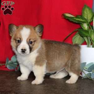 Lonnie, Pembroke Welsh Corgi Puppy