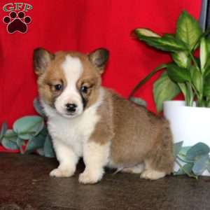 Lonnie, Pembroke Welsh Corgi Puppy