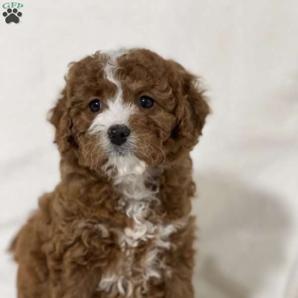 Loren, Cavapoo Puppy