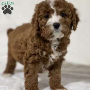 Loren, Cavapoo Puppy