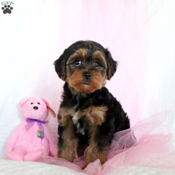 Loretta, Yorkie Puppy