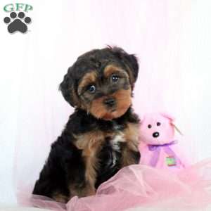 Loretta, Yorkie Puppy