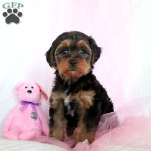 Loretta, Yorkie Puppy