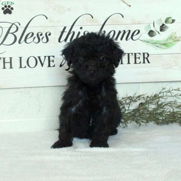 Lottie, Miniature Poodle Puppy