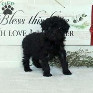 Lottie, Miniature Poodle Puppy