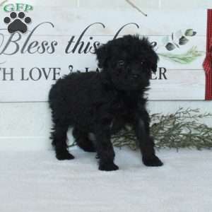 Lottie, Miniature Poodle Puppy