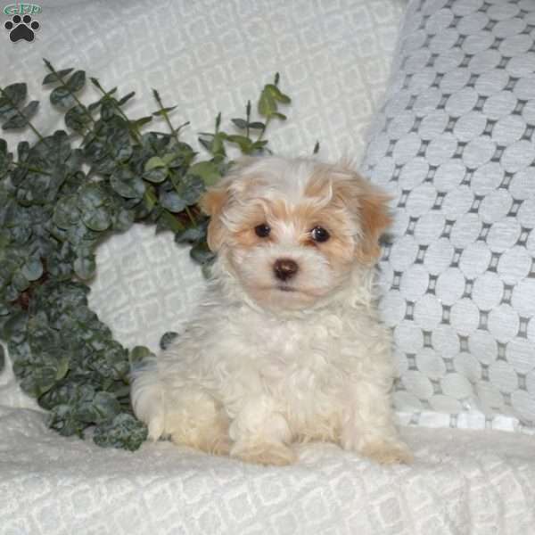 Louie, Maltipoo Puppy