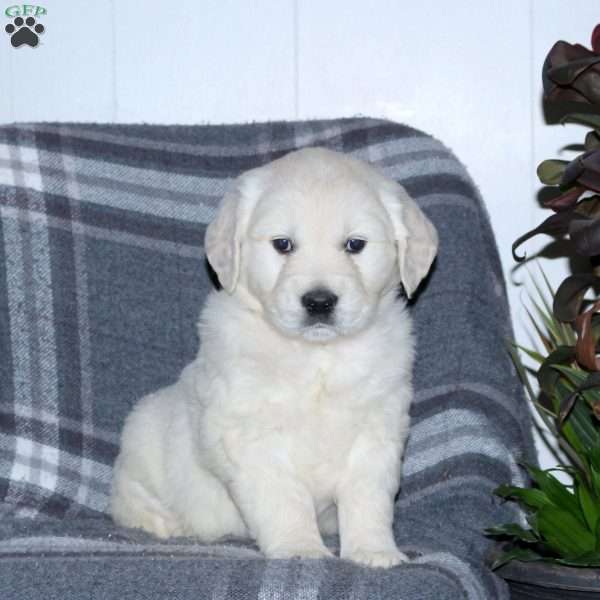 Louie, English Cream Golden Retriever Puppy