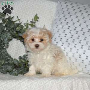 Louie, Maltipoo Puppy