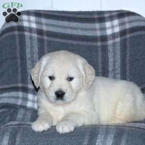 Louie, English Cream Golden Retriever Puppy