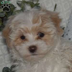 Louie, Maltipoo Puppy