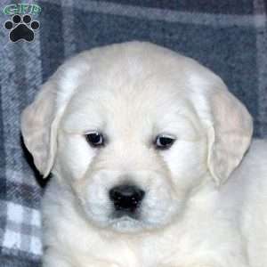 Louie, English Cream Golden Retriever Puppy