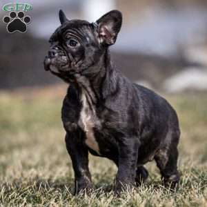 Louis, Frenchton Puppy