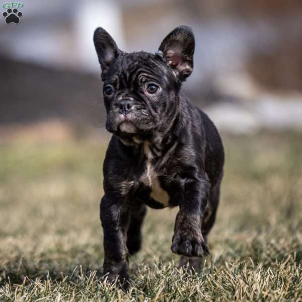 Louis, Frenchton Puppy