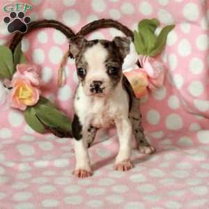 Louisa, Boston Terrier Puppy