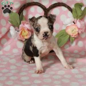 Louisa, Boston Terrier Puppy