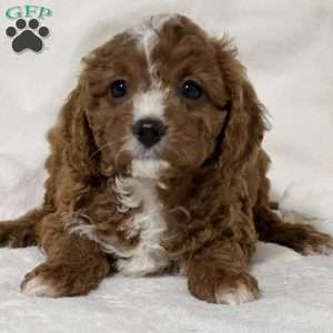 Lovely, Cavapoo Puppy