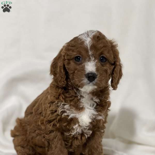 Lovely, Cavapoo Puppy