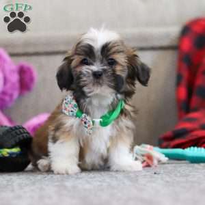 Luca, Lhasa Apso Puppy
