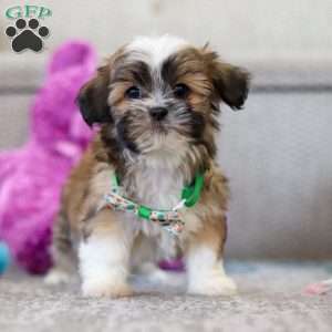 Luca, Lhasa Apso Puppy