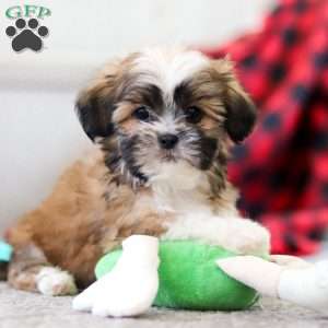 Luca, Lhasa Apso Puppy