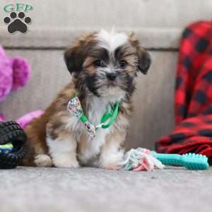 Luca, Lhasa Apso Puppy