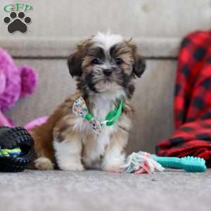 Luca, Lhasa Apso Puppy