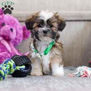 Luca, Lhasa Apso Puppy