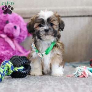 Luca, Lhasa Apso Puppy