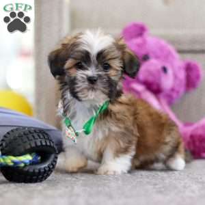 Luca, Lhasa Apso Puppy