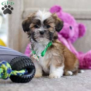 Luca, Lhasa Apso Puppy