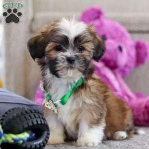 Luca, Lhasa Apso Puppy