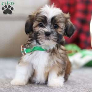 Luca, Lhasa Apso Puppy