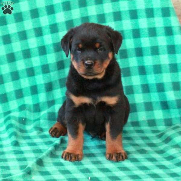 Lucas, Rottweiler Puppy