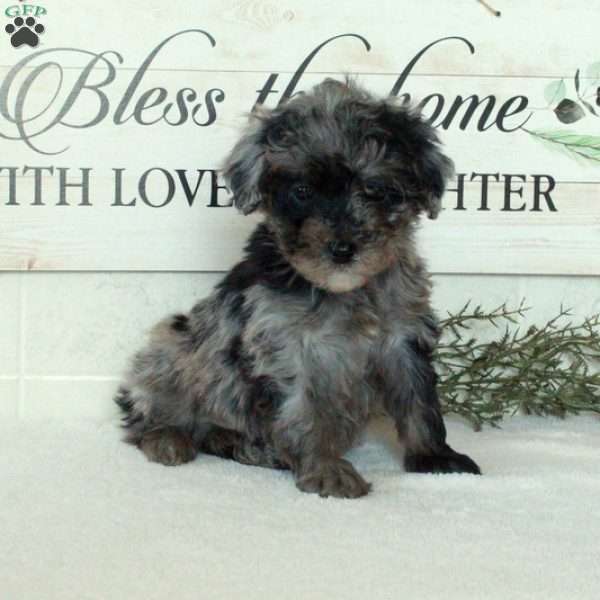 Lucas, Miniature Poodle Puppy