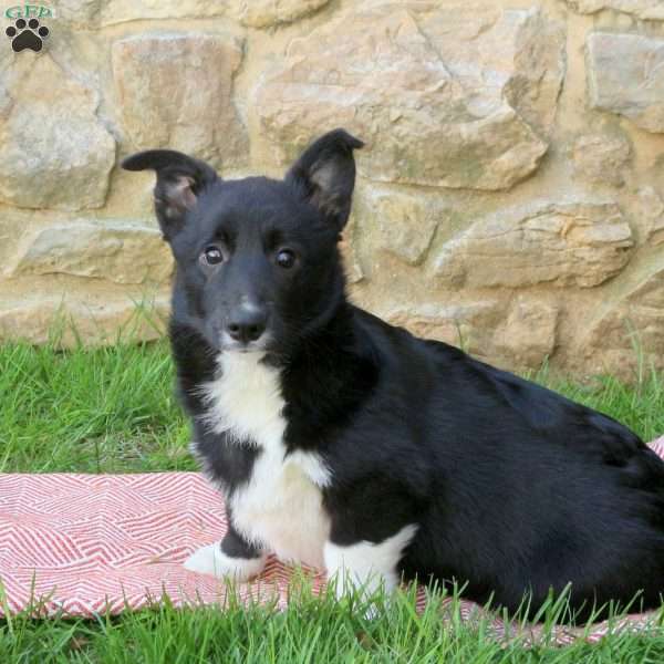 Lucas, Pembroke Welsh Corgi Puppy