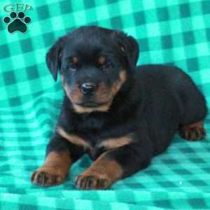 Lucas, Rottweiler Puppy