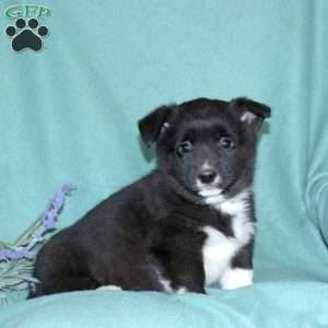 Lucas, Pembroke Welsh Corgi Puppy