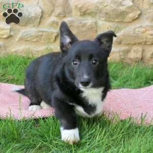 Lucas, Pembroke Welsh Corgi Puppy
