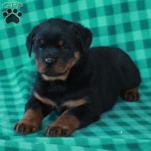 Lucas, Rottweiler Puppy