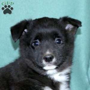 Lucas, Pembroke Welsh Corgi Puppy