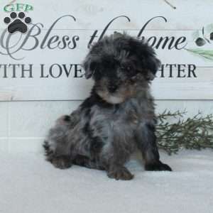 Lucas, Miniature Poodle Puppy